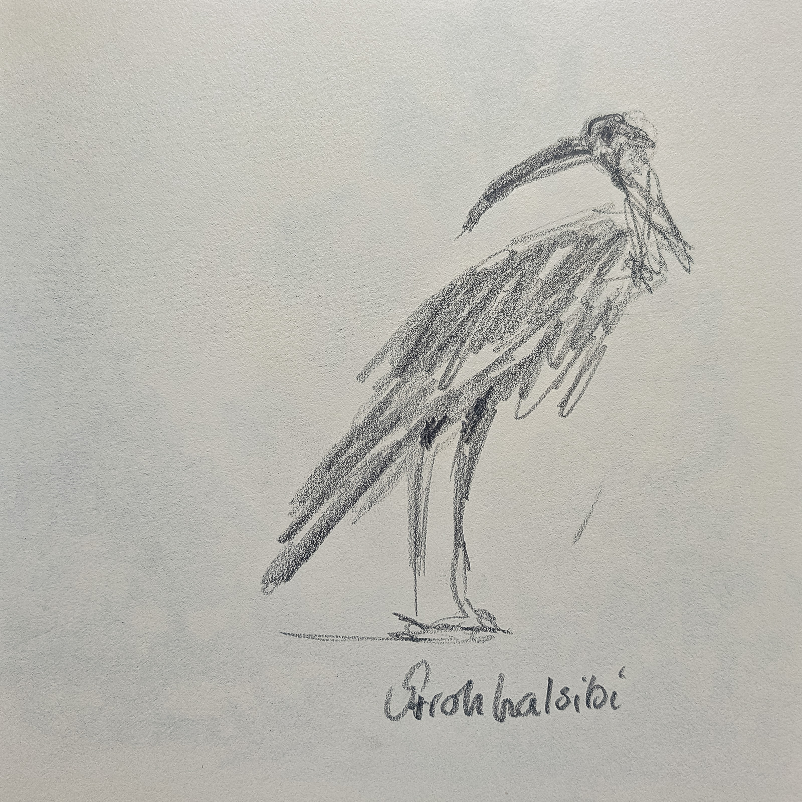 20251018 Tierparkzeichnen Skizzen 5