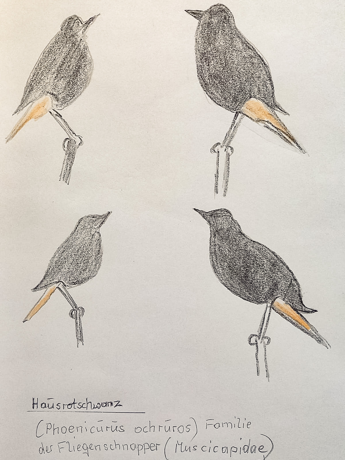 29251200 Hans Ganzer Skizze 8